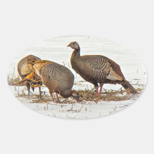 雪の野生の七面鳥 楕円形シール (正面)