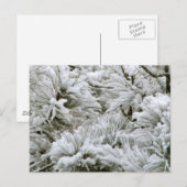 雪の降り積もった枝 ポストカード (正面/裏面)