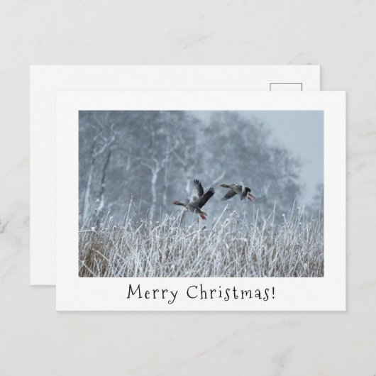 雪の風景のクリスマスカードでグレイラグのゲーゼ。 シーズンポストカード (正面/裏面)