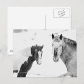 雪の馬 ポストカード (正面/裏面)