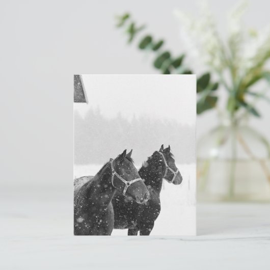 雪の馬 ポストカード (スタンド正面)