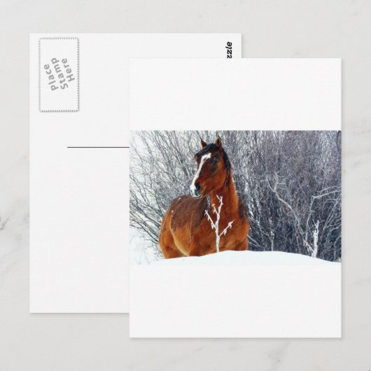 雪の馬 ポストカード (正面/裏面)
