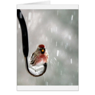 雪の鳥