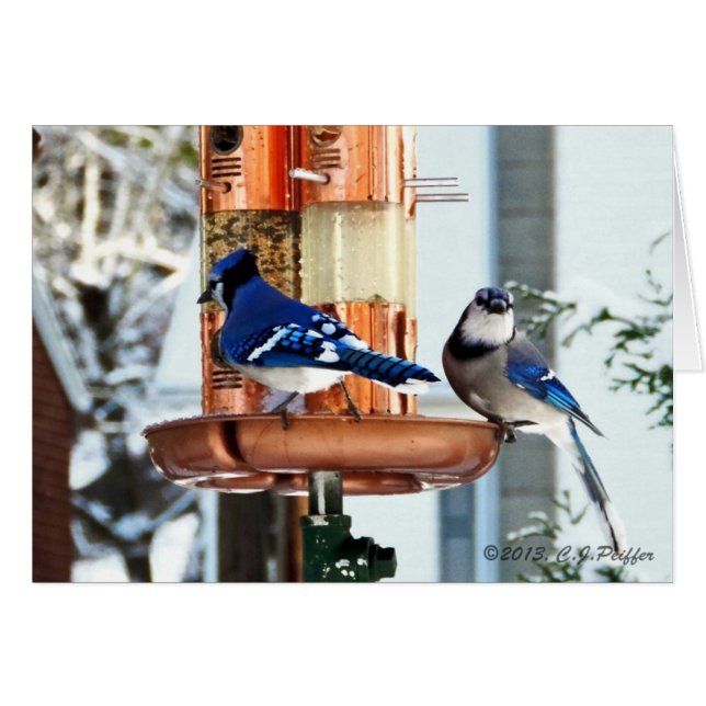 "雪の鳥2つ (正面横)
