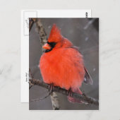 雪の鳥 ポストカード (正面/裏面)