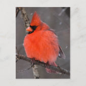 雪の鳥 ポストカード (正面)
