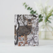 雪の鹿 – Wasatch Front - Utah ポストカード (スタンド正面)