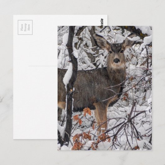 雪の鹿 – Wasatch Front - Utah ポストカード (正面/裏面)