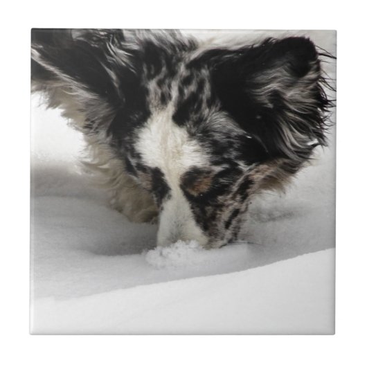 雪の鼻のコーギー タイル (正面)