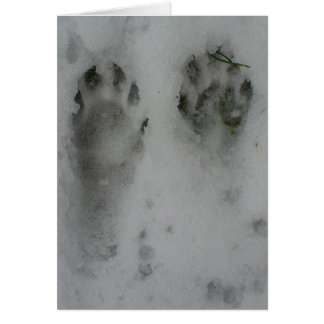 雪の「あらいぐま