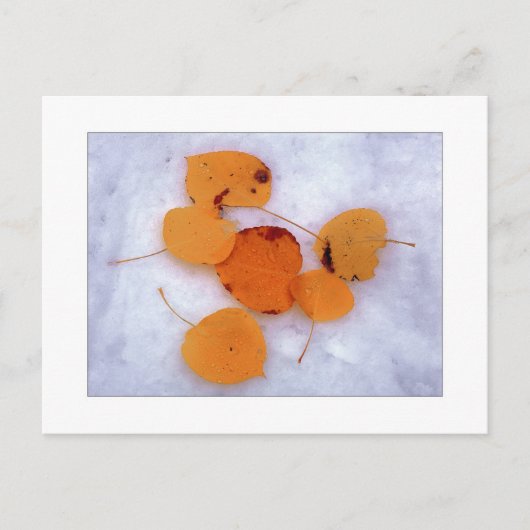 「雪の《植物》アスペン」 ポストカード (正面)