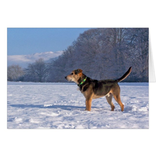 雪のAlfie (正面横)