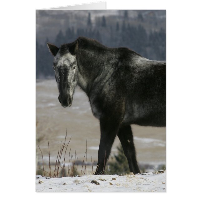 雪のAppaloosaの馬 (正面)