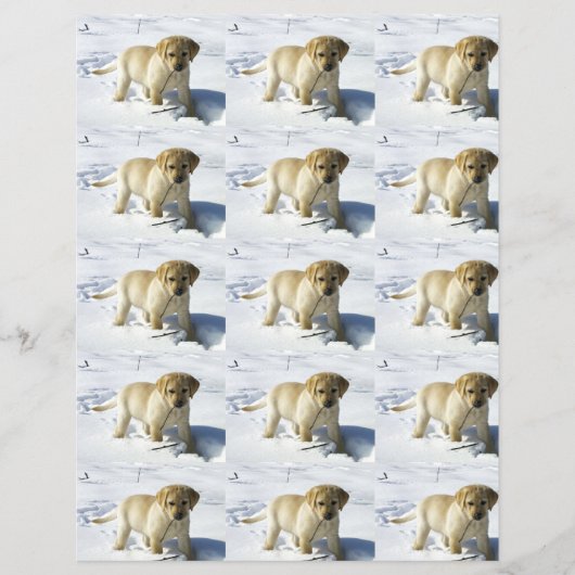 雪のLRイエロー・ラブラドール・レトリーバー子犬 (正面)