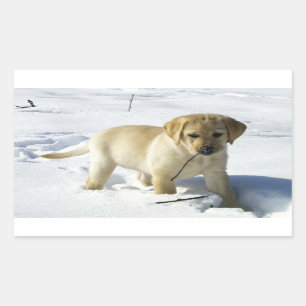 雪のLRイエロー・ラブラドール・レトリーバー子犬 長方形シール