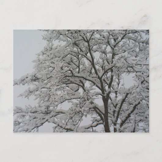 雪はがきにオークの木 ポストカード (正面)