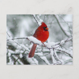 雪はがきに赤い（鳥）ショウジョウコウカンチョウ ポストカード