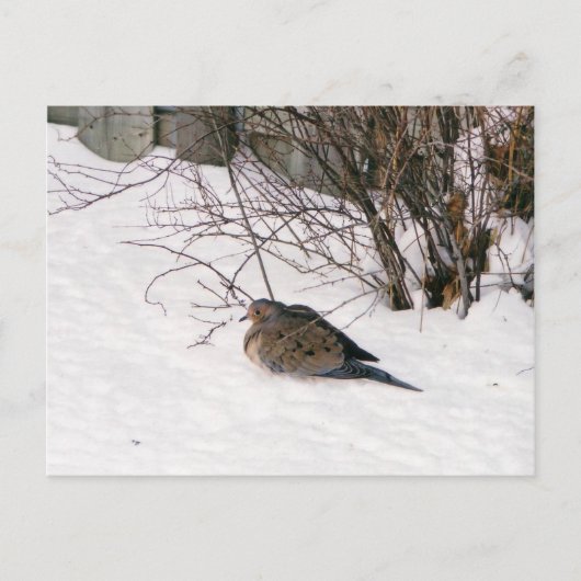 雪はがきに鳩 ポストカード (正面)