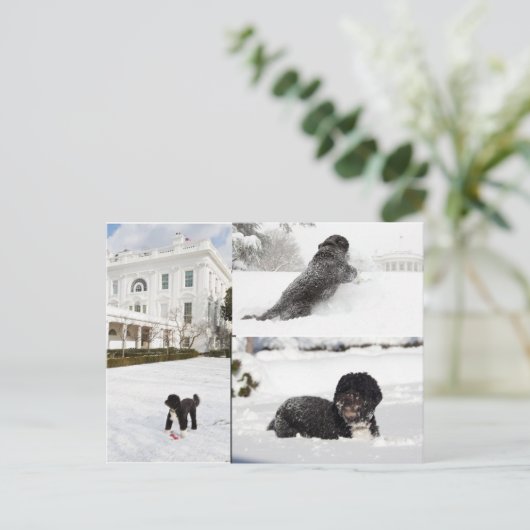 雪はがき中のボー"オバマ家族の犬" ポストカード (スタンド正面)