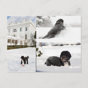 雪はがき中のボー"オバマ家族の犬" ポストカード