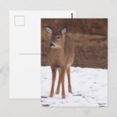 雪はがき内の鹿 ポストカード (正面/裏面)