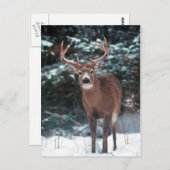 雪はがき内の鹿 ポストカード (正面/裏面)