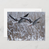 雪はがき内のGreylag Geese飛んでいるのペア ポストカード (正面/裏面)