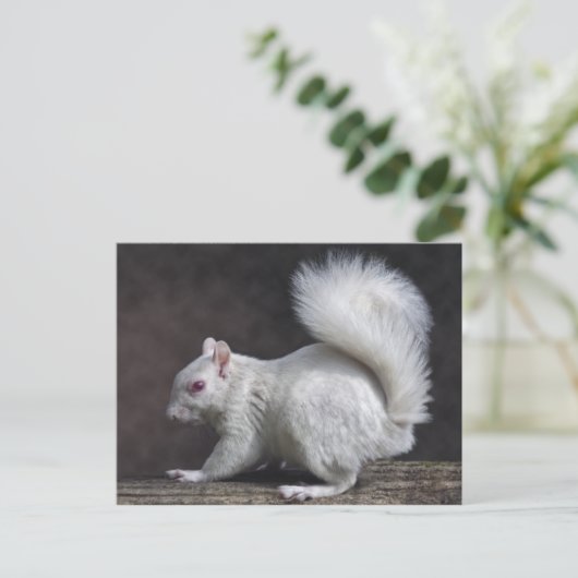 雪はがき ポストカード (スタンド正面)