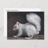 雪はがき ポストカード (正面/裏面)