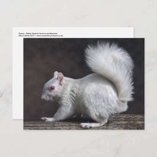 雪はがき ポストカード (正面/裏面)