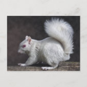 雪はがき ポストカード (正面)