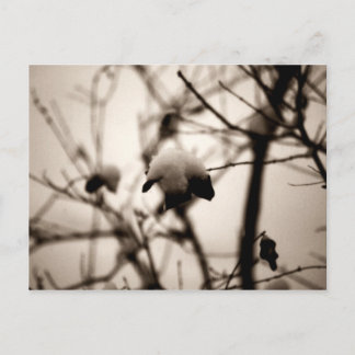 雪はがき ポストカード