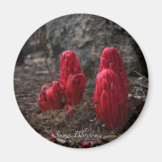 雪は磁石を咲かせる マグネット (正面)