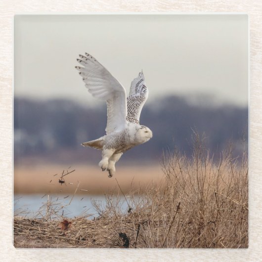 雪ふくろうが離陸 ガラスコースター (正面)
