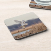 雪ふくろうが離陸 コースター (左側)