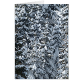 雪もみの木のテクスチャ