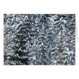 雪もみの木のテクスチャ