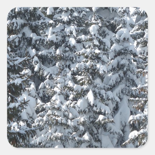 雪もみの木のテクスチャ スクエアシール (正面)