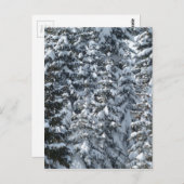 雪もみの木のテクスチャ ポストカード (正面/裏面)