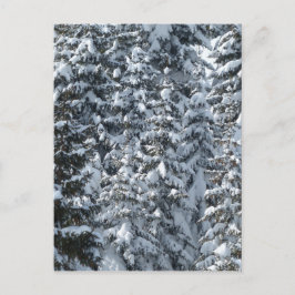 雪もみの木のテクスチャ ポストカード