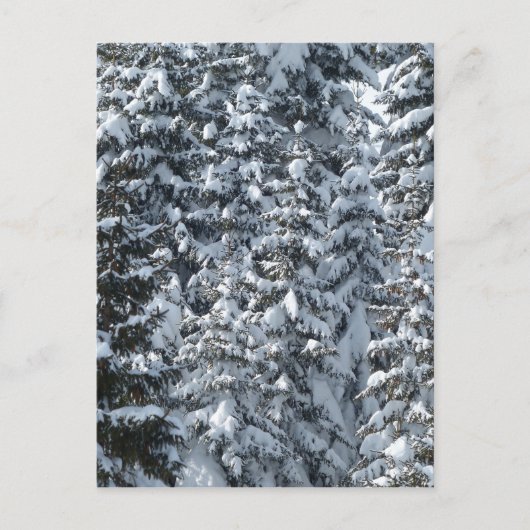 雪もみの木のテクスチャ ポストカード (正面)