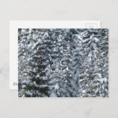 雪もみの木のテクスチャ ポストカード (正面/裏面)