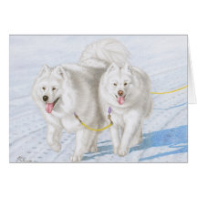 雪を通って競争している2人のSamoyeds