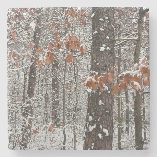 雪オークツリーズ冬の自然写真 ストーンコースター (正面)