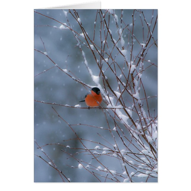 雪カードのオスのBullfinch (正面)
