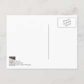 雪ガチョウ ポストカード (裏面)