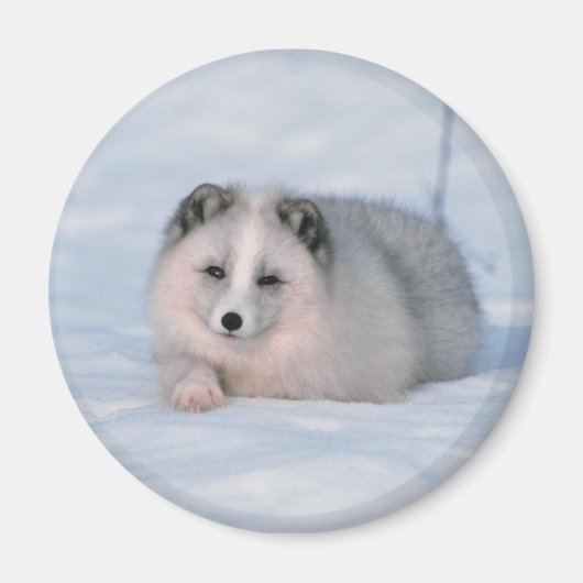 雪キツネ マグネット (正面)