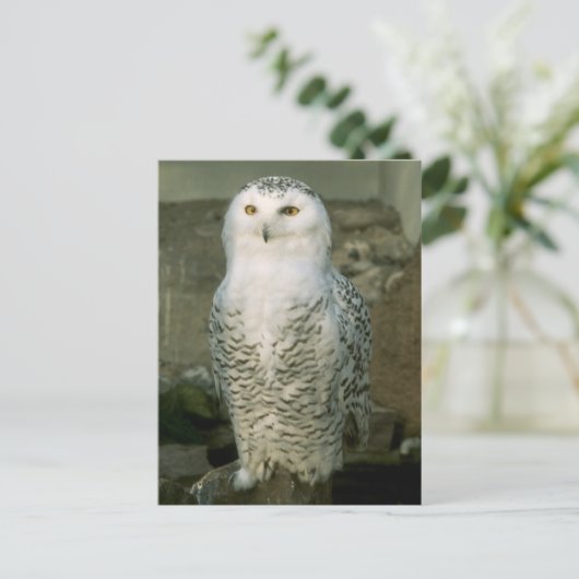 雪フクロウ – はがき (スタンド正面)