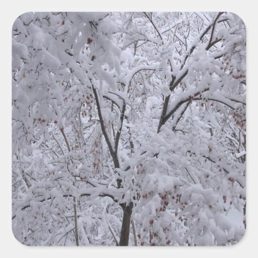 雪ラデンの木 スクエアシール (正面)