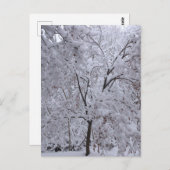 雪ラデンの木 ポストカード (正面/裏面)